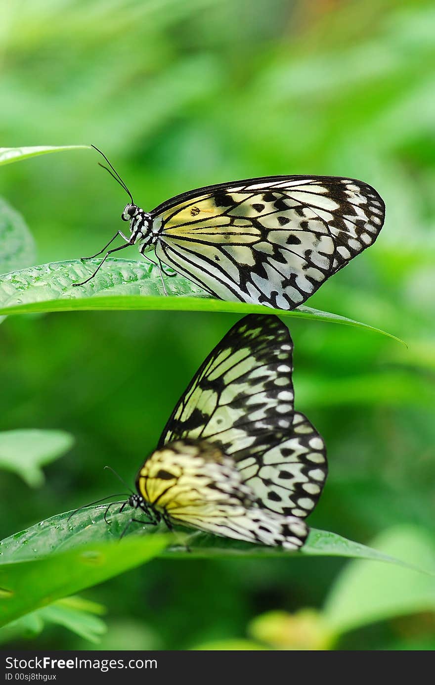 Mangrove tree nymph butterfly in the gardens