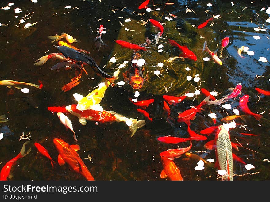 Beautiful koi fish pond with many fish