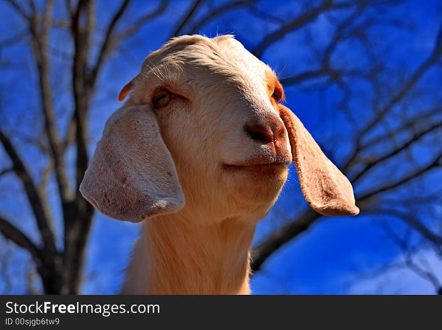 Cute white Boer goat against a blue sky