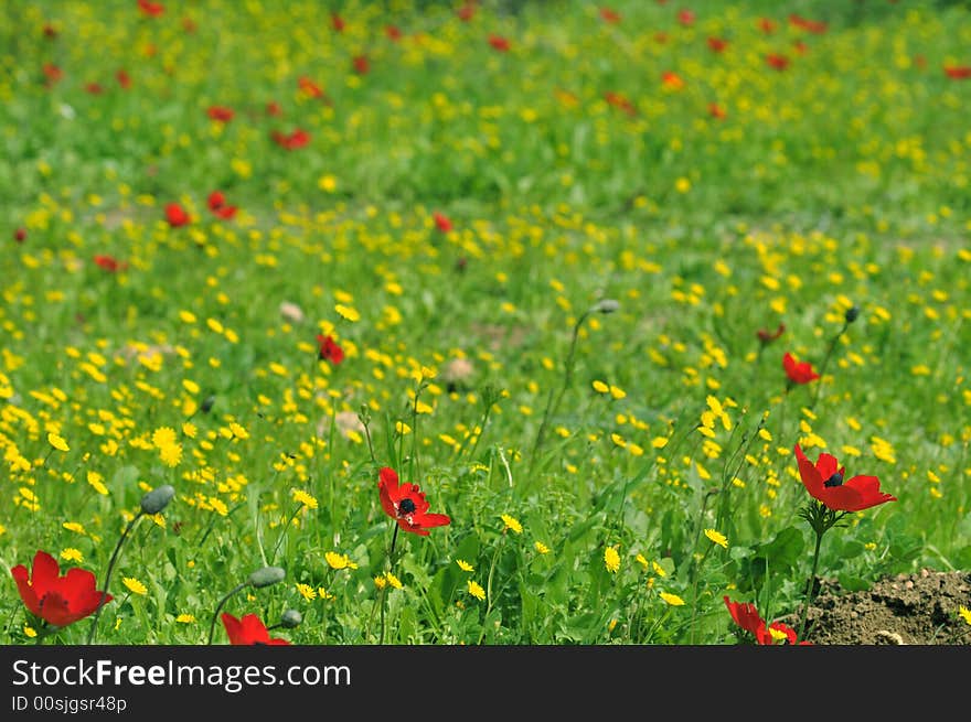 Spring flowering on the field of windflowers