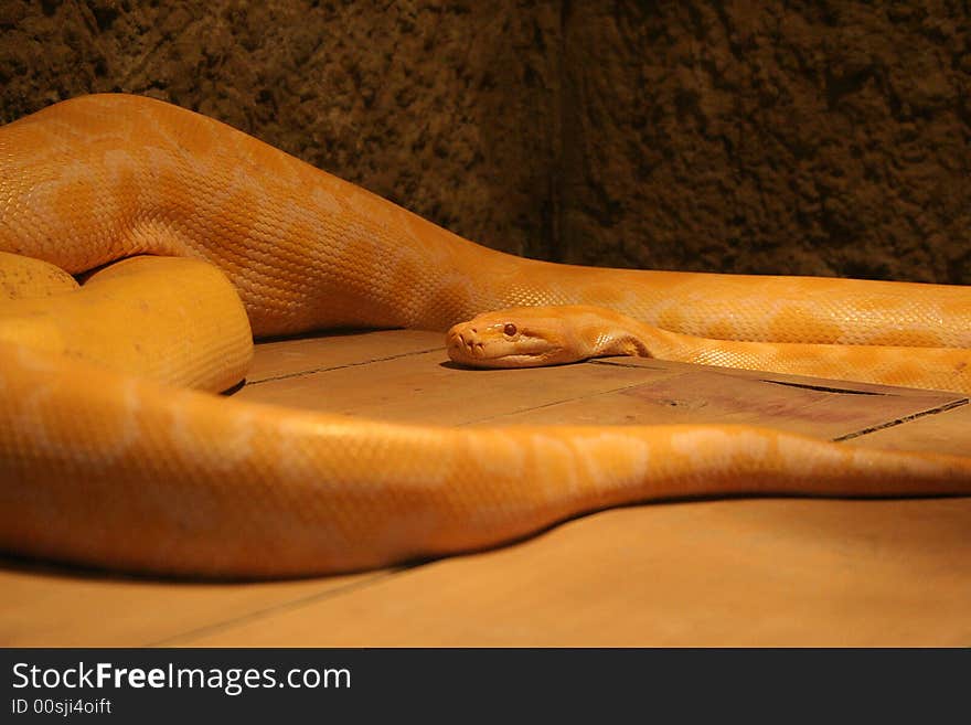 A big albino boa named golden