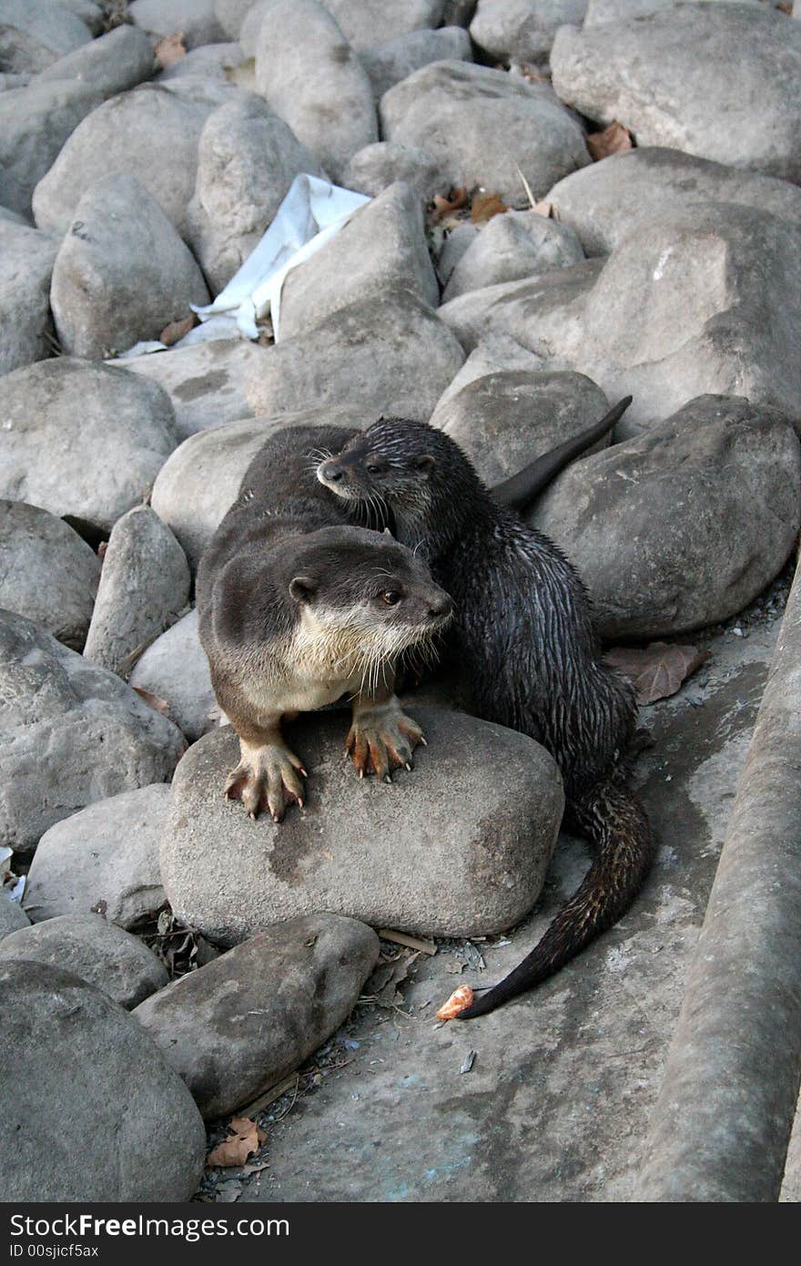 Otter Water Dog