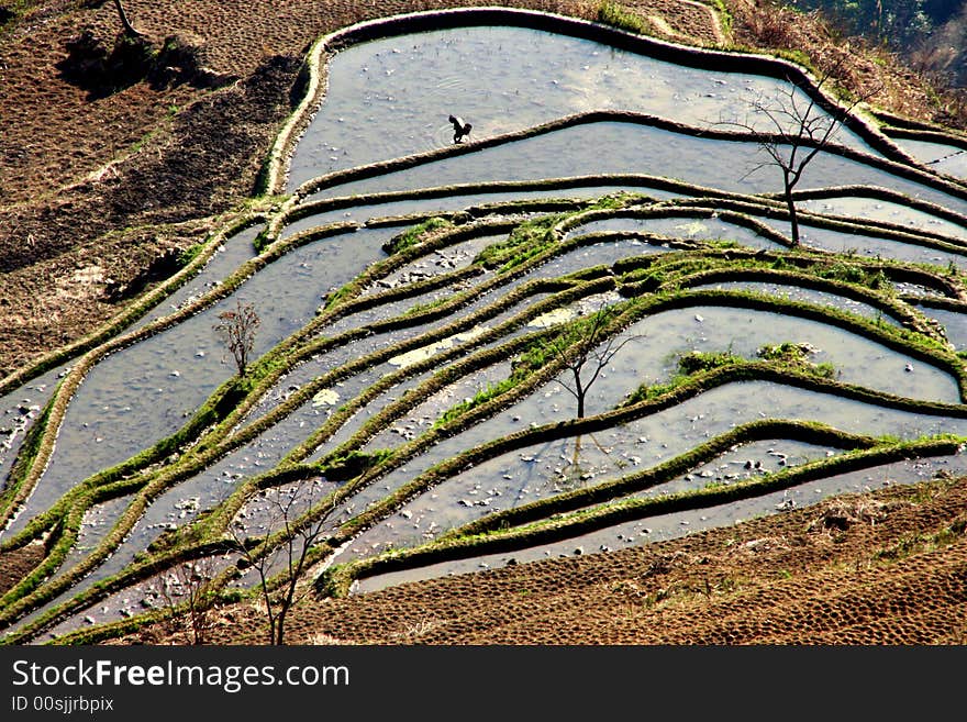 Local plantation of the rice terrace in yuanyang, yunnan,china, a farmer working. Local plantation of the rice terrace in yuanyang, yunnan,china, a farmer working.