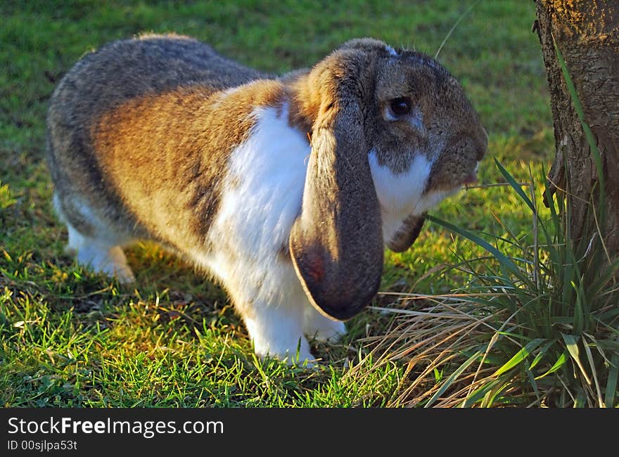 Cute rabbit with long ears