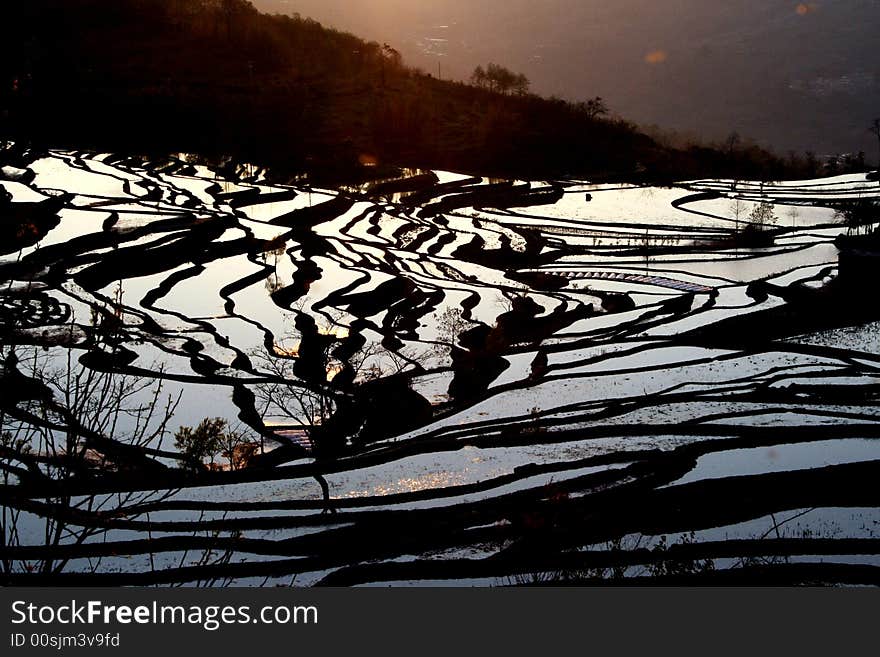 Terrace field curve in sunset