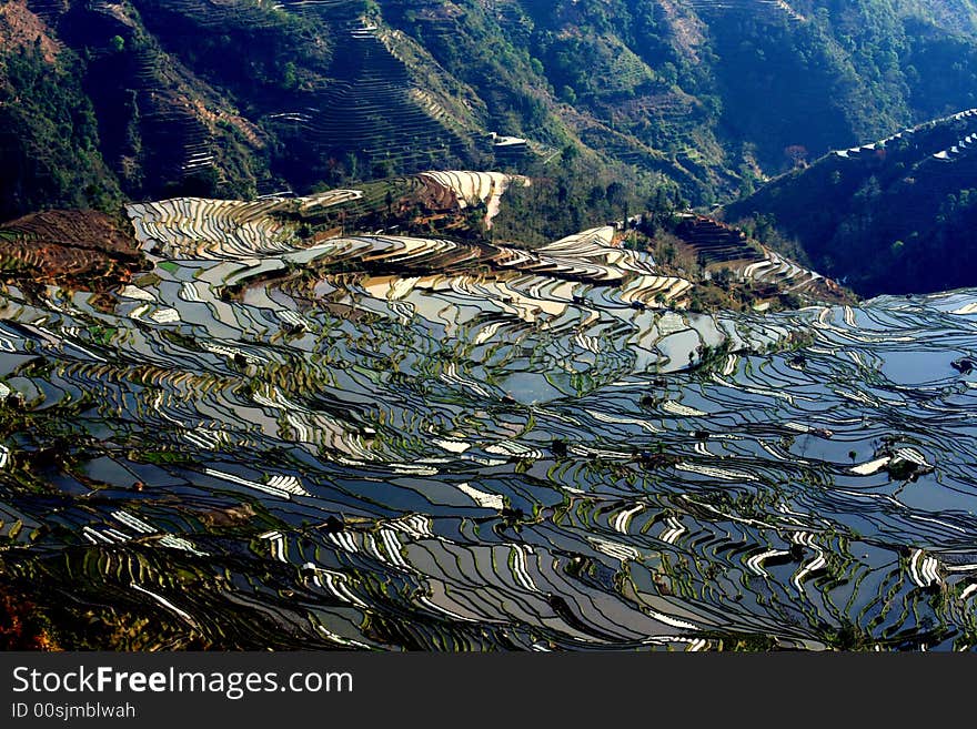 Local plantation of the rice terrace in yuanyang, yunnan,china. Local plantation of the rice terrace in yuanyang, yunnan,china