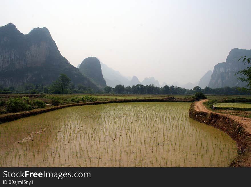 Paddy field of guilin country