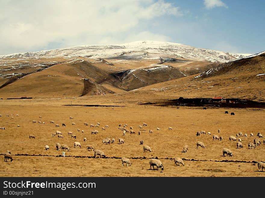 At gansu province, a view of sheep flock under the snow mountains