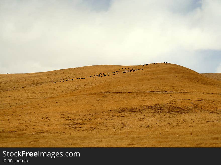 Yak Flock On The Golden Meadows