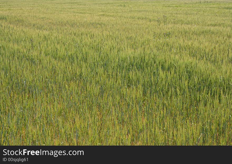 The green wheat field textured photo. The green wheat field textured photo