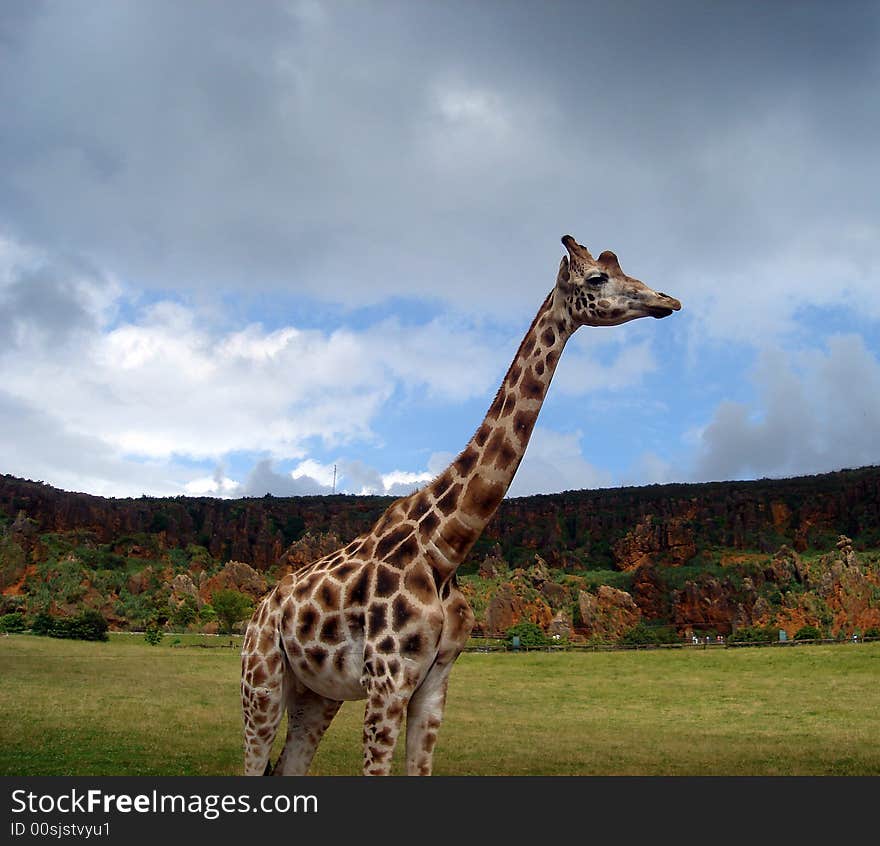 Detail of giraffe (Giraffa camelopardalis) colours