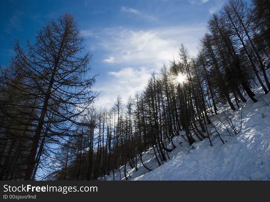 LaThuile, Snow, trees and slop