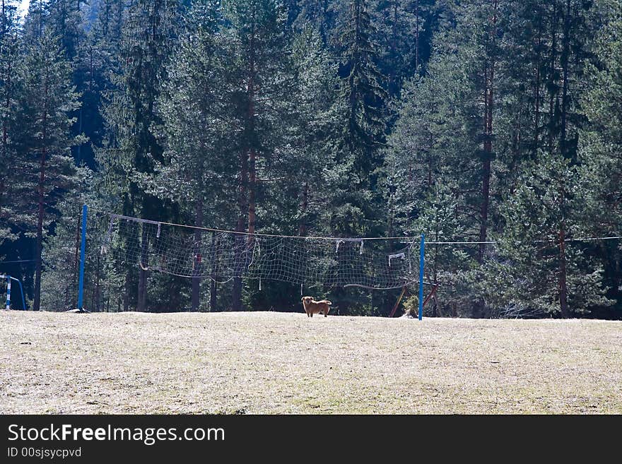 Dog at the sport field