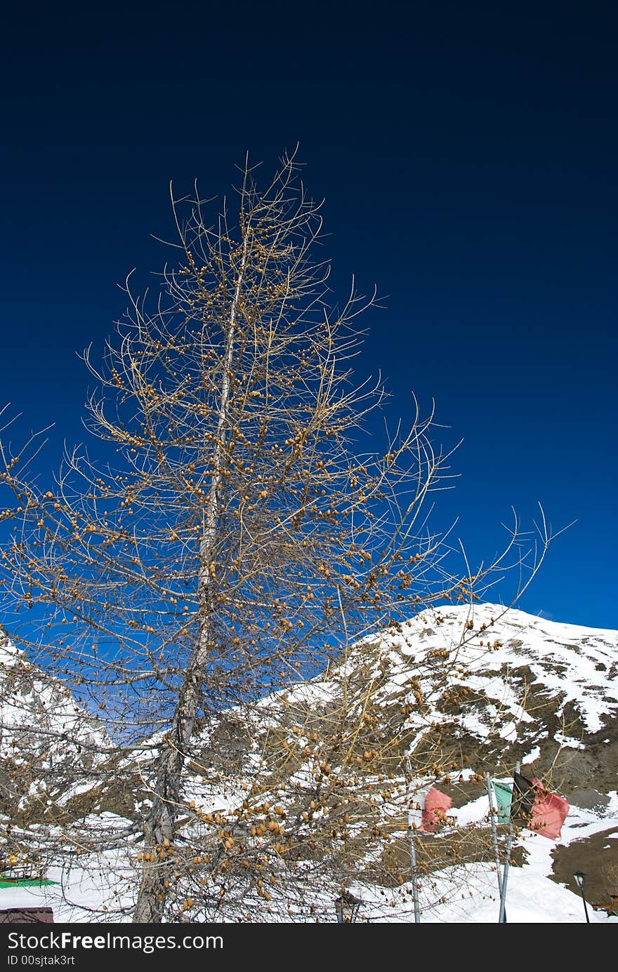 LaThuile, Snow, trees and slop