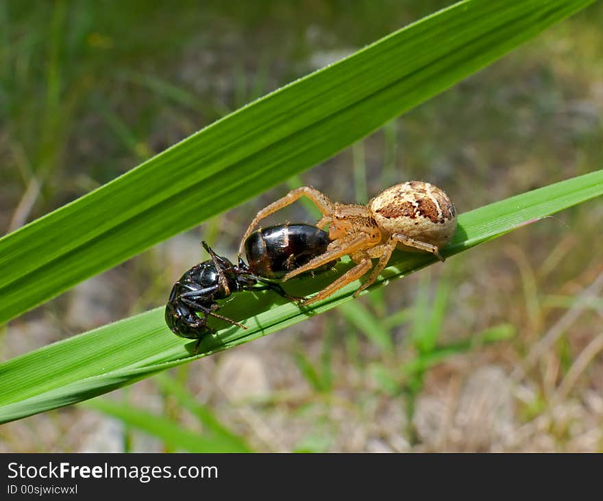 A close up of the small spider on grass with caught ant. South of Russian Far East. A close up of the small spider on grass with caught ant. South of Russian Far East.