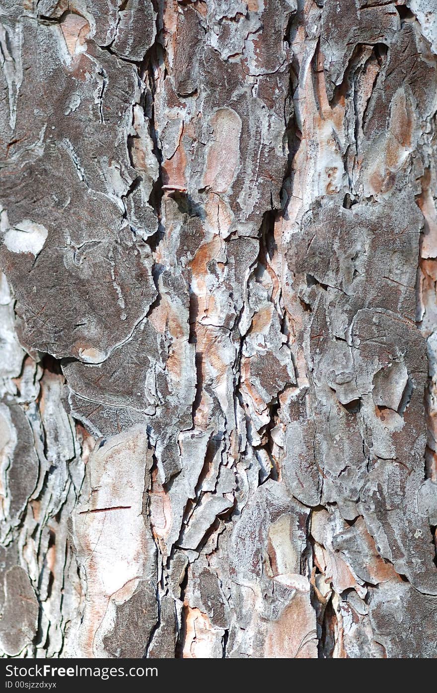 Coniferous tree bark texture. Close up. Coniferous tree bark texture. Close up.