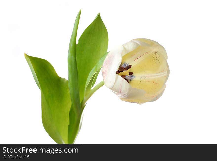 White tulip flower isolated over white background