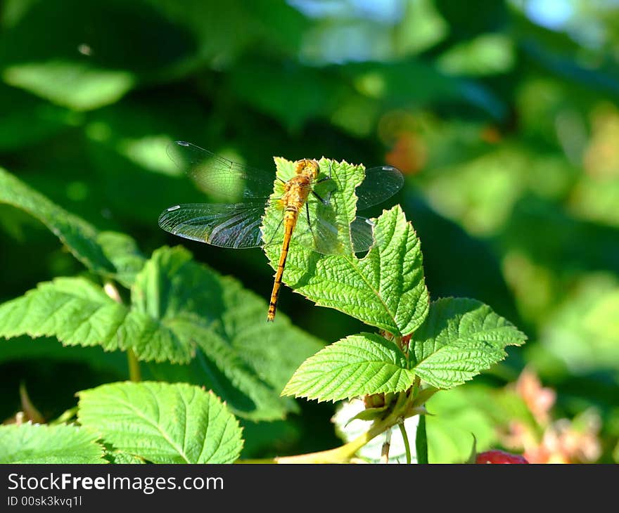 Dragonfly macro,dragonflies are also called snake doctor,devils darning needle and mosquito hawks and they eat mosquitos blackflies and other small insects,and they do not bite or sting humans but they will bite in order to escape. Lunenburg County Nova Scotia Canada. Dragonfly macro,dragonflies are also called snake doctor,devils darning needle and mosquito hawks and they eat mosquitos blackflies and other small insects,and they do not bite or sting humans but they will bite in order to escape. Lunenburg County Nova Scotia Canada