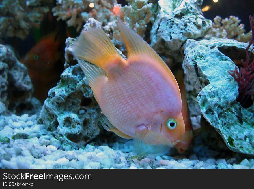 Golden fishes in aquarium with reefs