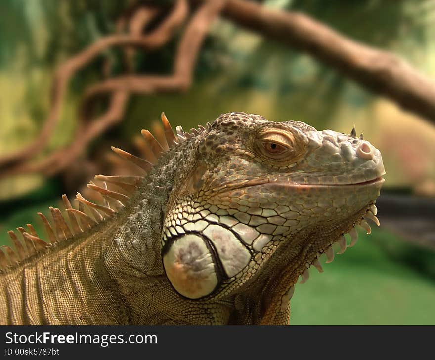 Iguana in terrarium with clipping path. Close-up. Macro.