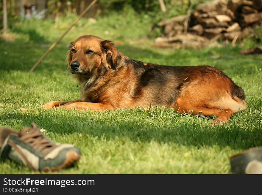 A dog relaxing in the sunshine on a summers day. A dog relaxing in the sunshine on a summers day