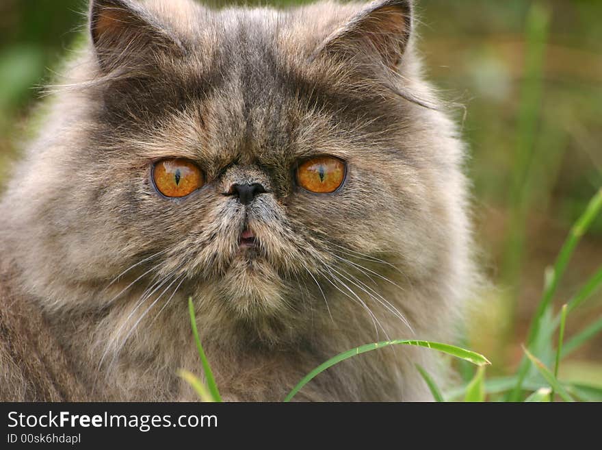 Grey cat on a background of a green grass