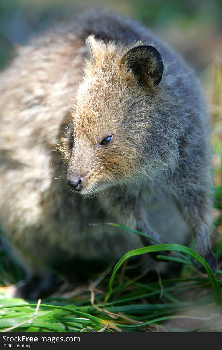 Australian Quokka