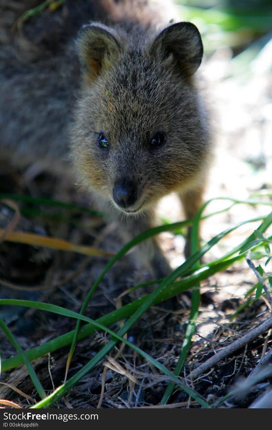 Australian Quokka