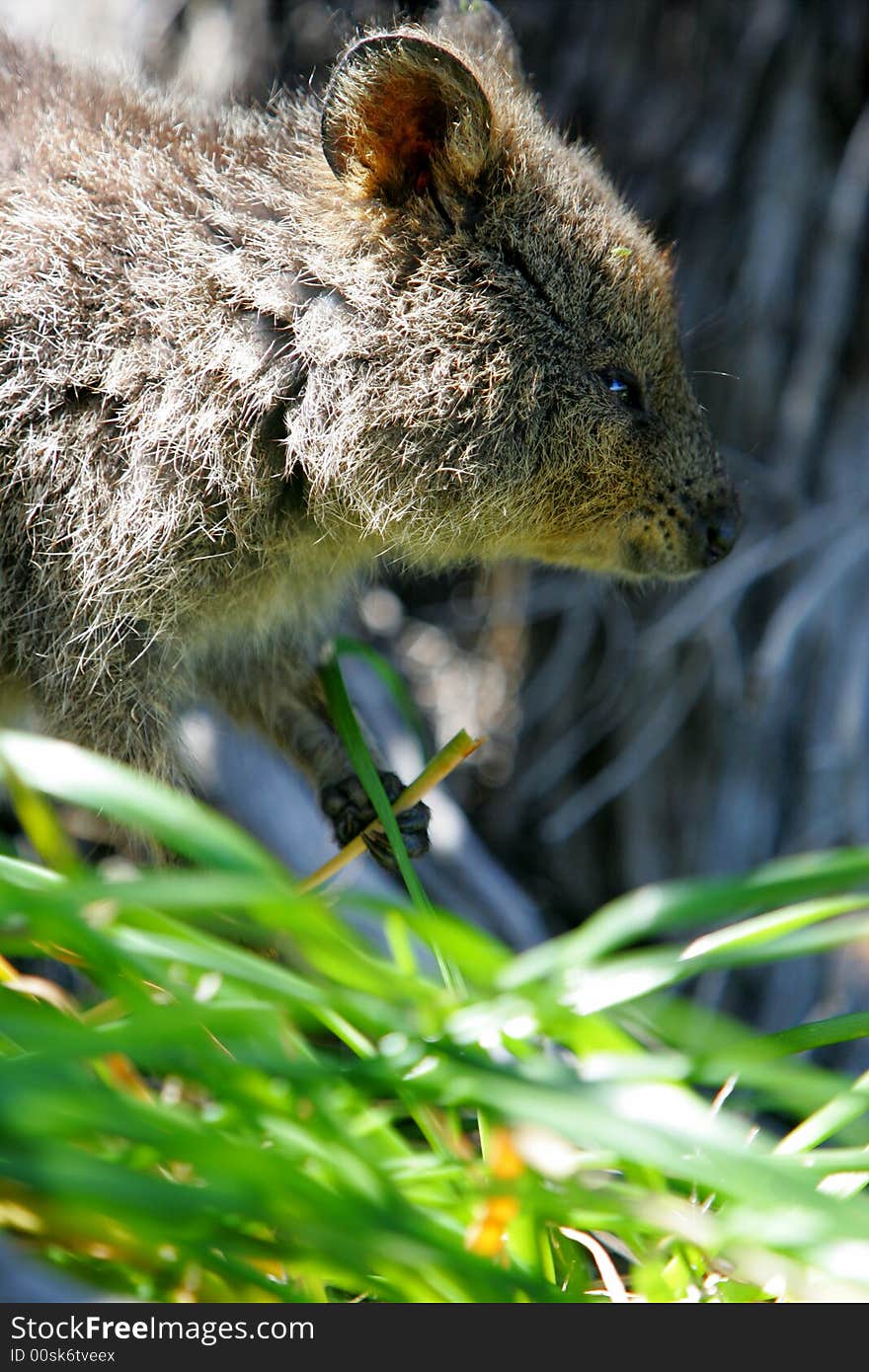 Australian Quokka