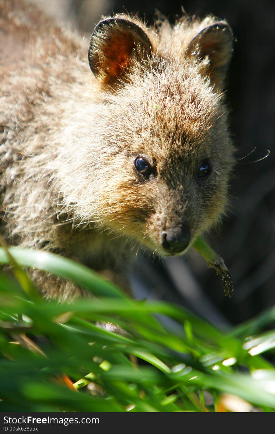 Australian Quokka