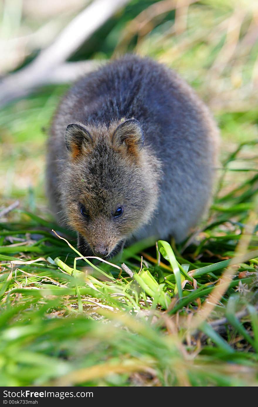 Australian Quokka