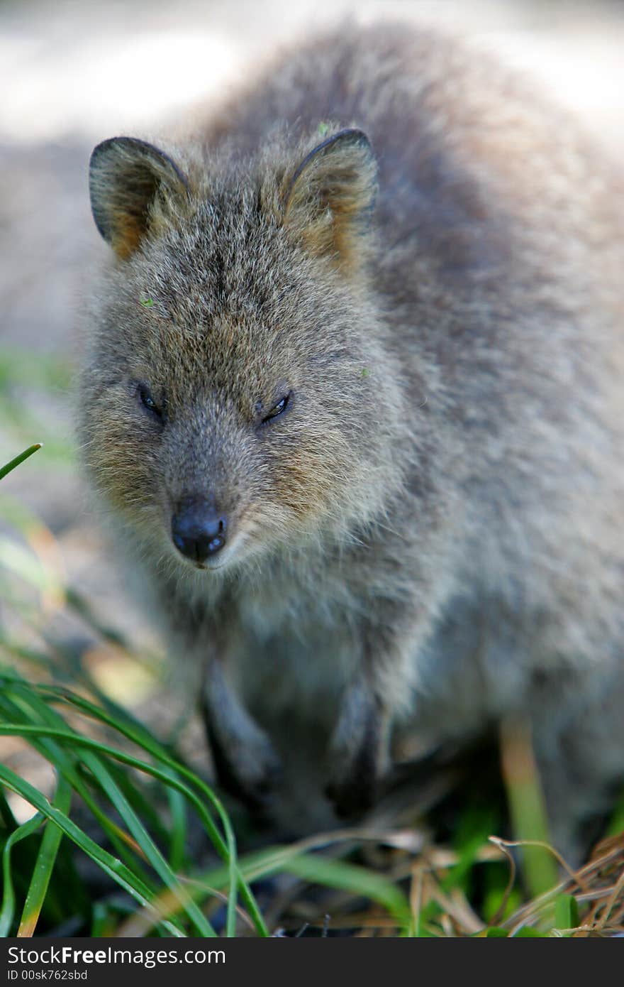 Australian Quokka