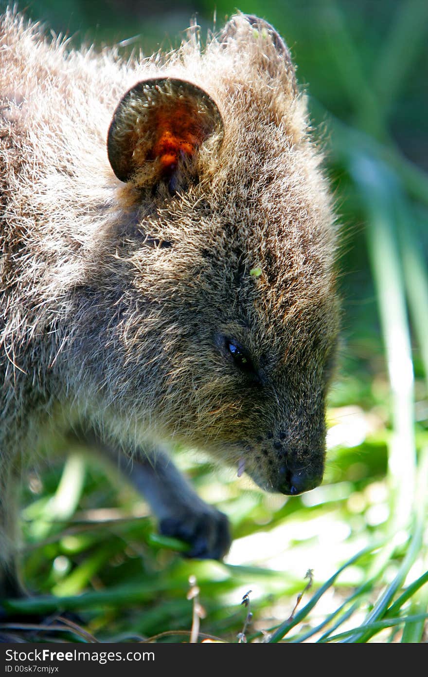 Australian Quokka