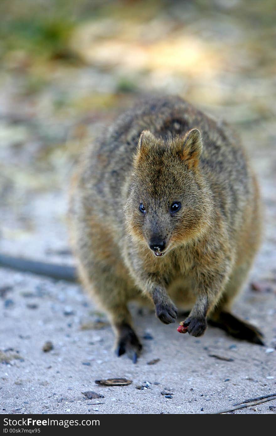 Australian Quokka