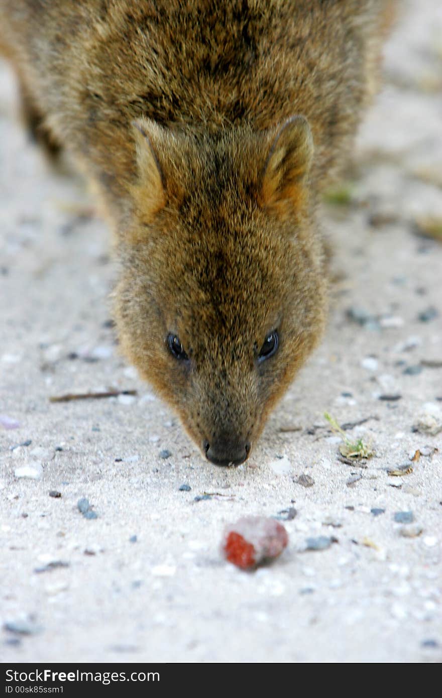 Australian Quokka