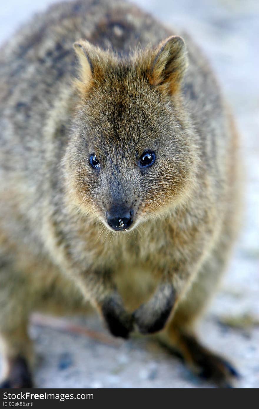 Australian Quokka