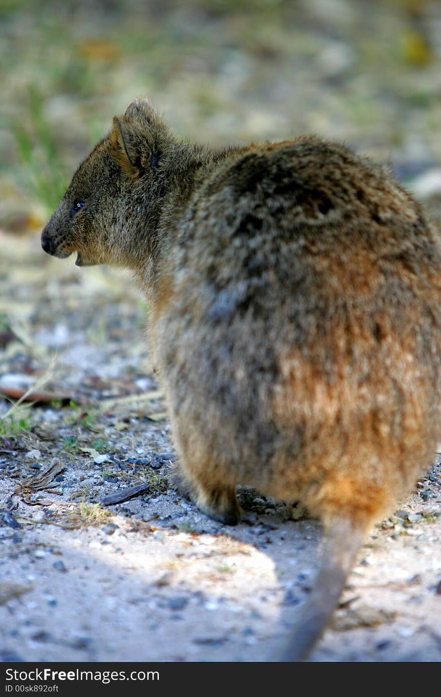 Australian Quokka