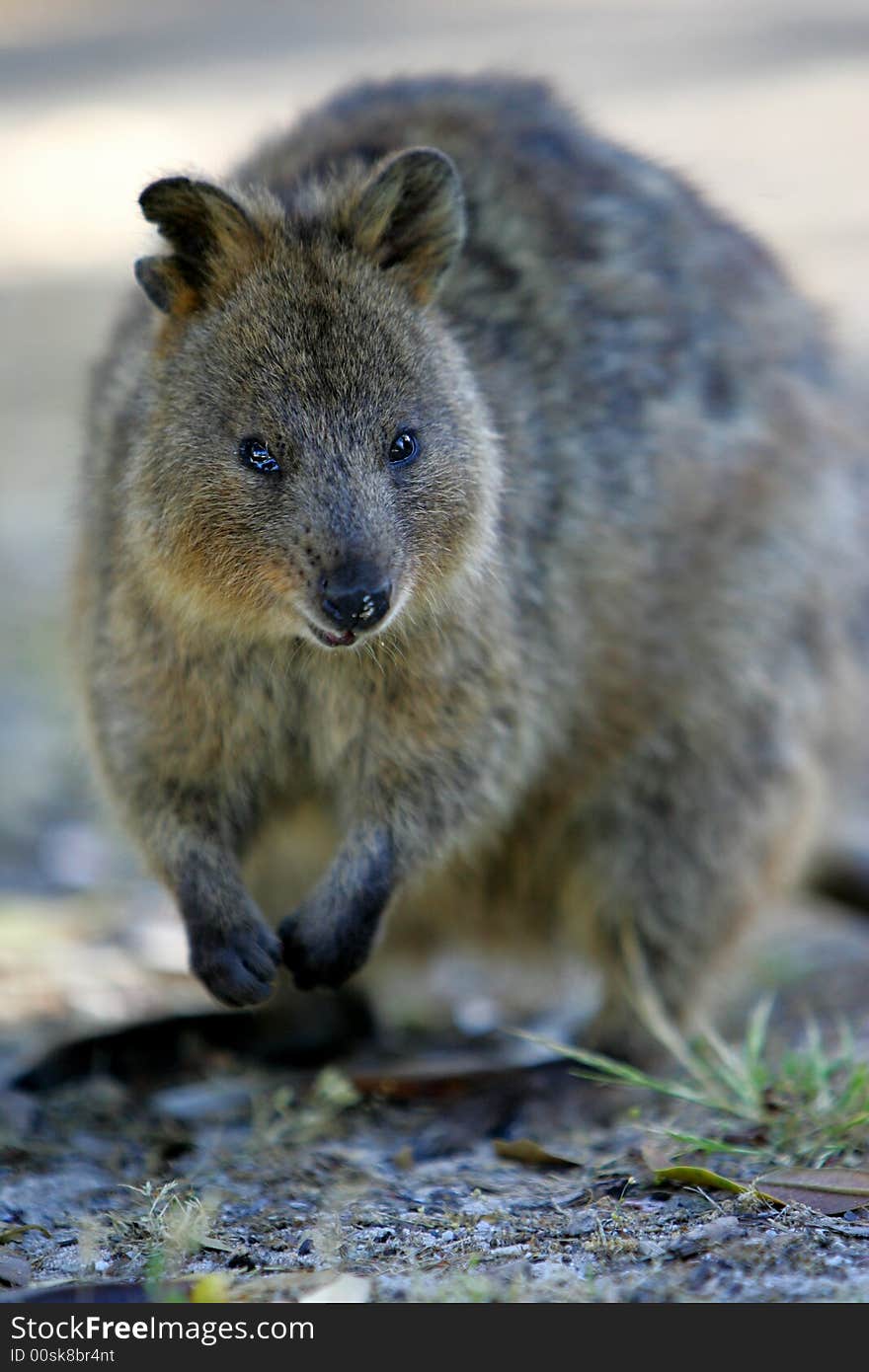 Australian Quokka