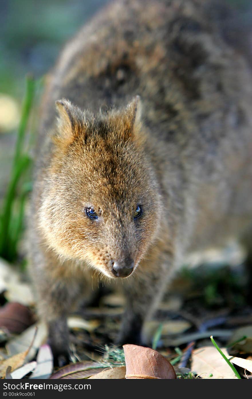 Australian Quokka