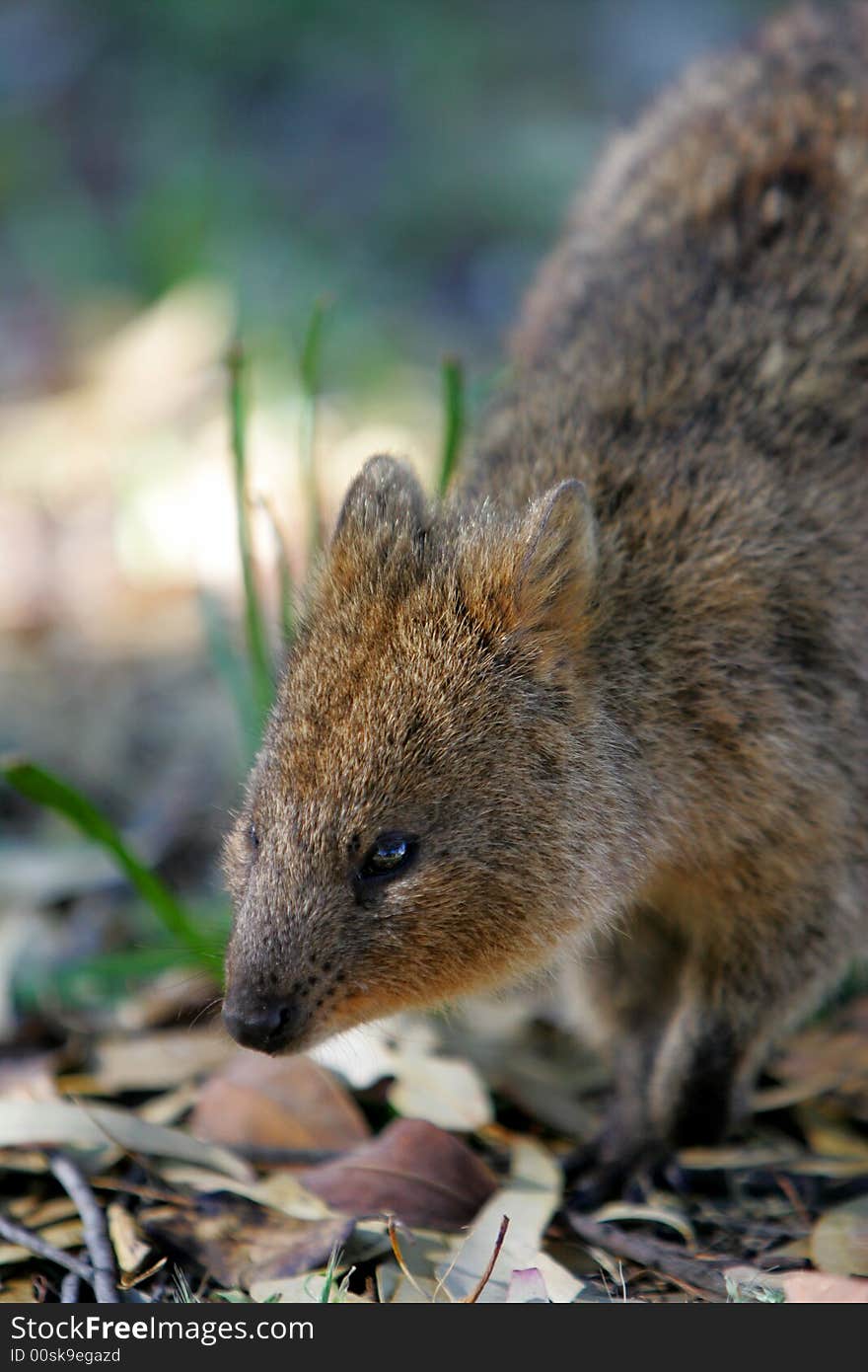 Australian Quokka