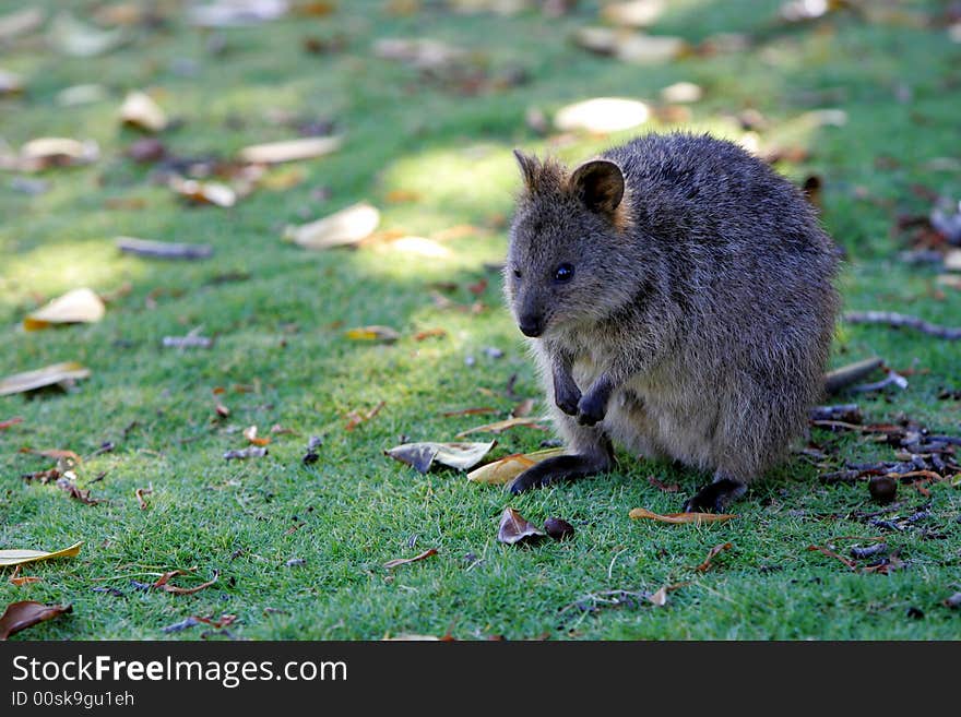 Australian Quokka