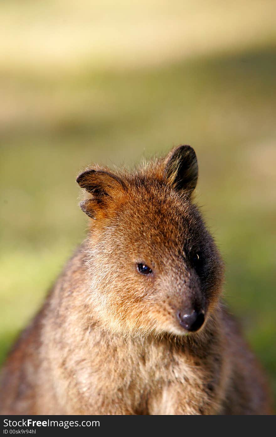 Australian Quokka