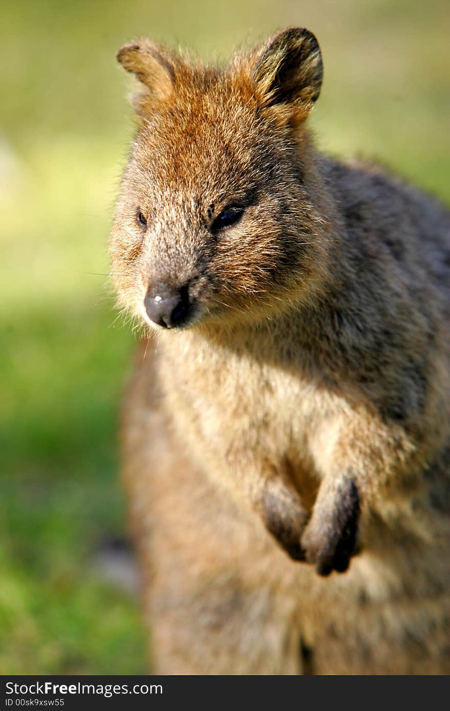 Australian Quokka