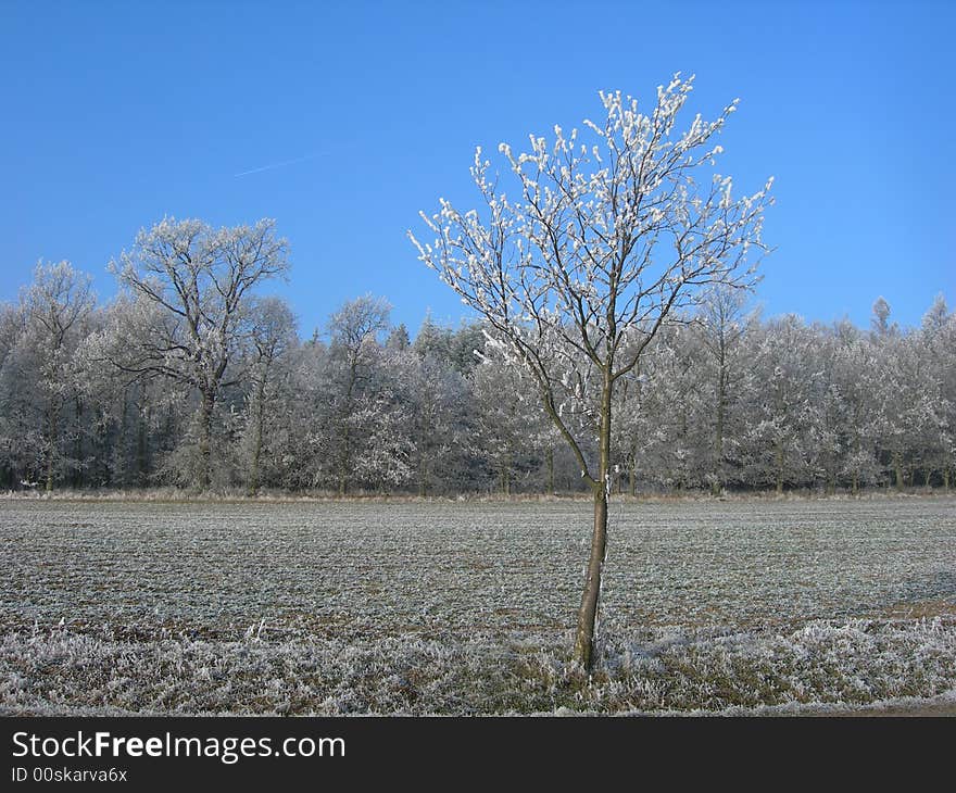 Field in the country is covered by snow and ice with a lonely tree. Field in the country is covered by snow and ice with a lonely tree