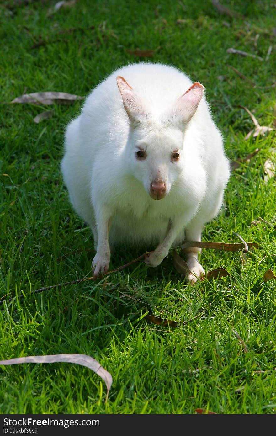 A shot of an Australian White Wallaby