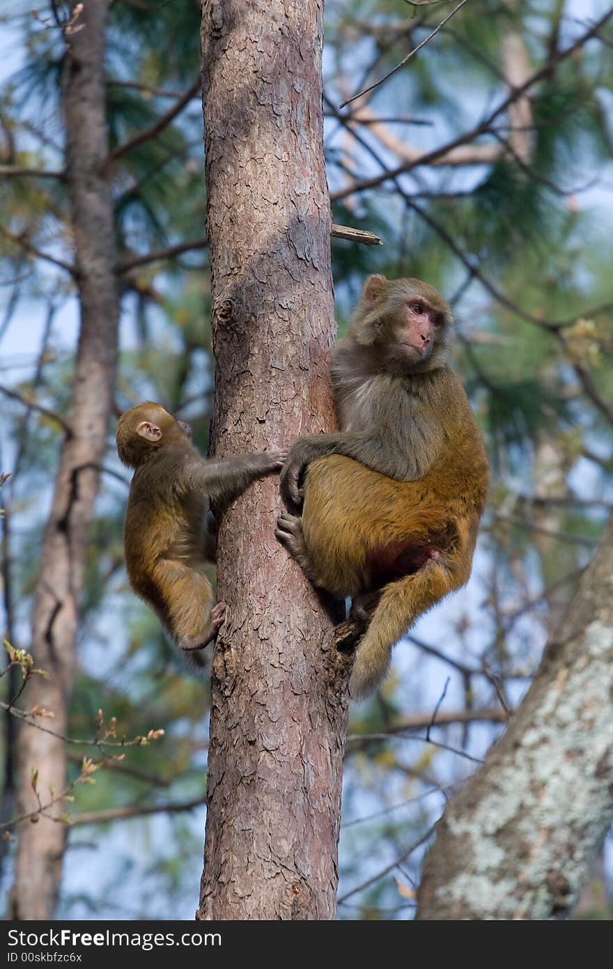 Wild monkey which from Xichang China