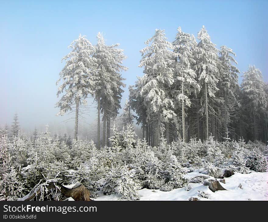 Frozen forest