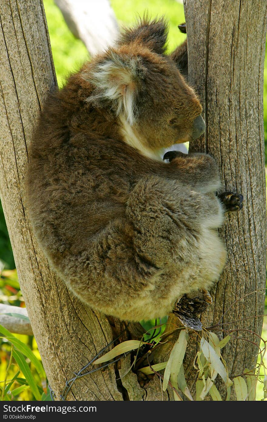 Australian Koala