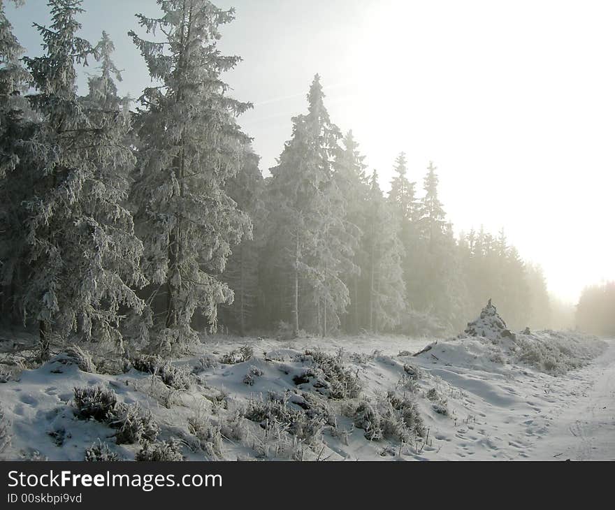 Forest in winter. Trees are heavily covered by snow. Forest in winter. Trees are heavily covered by snow.