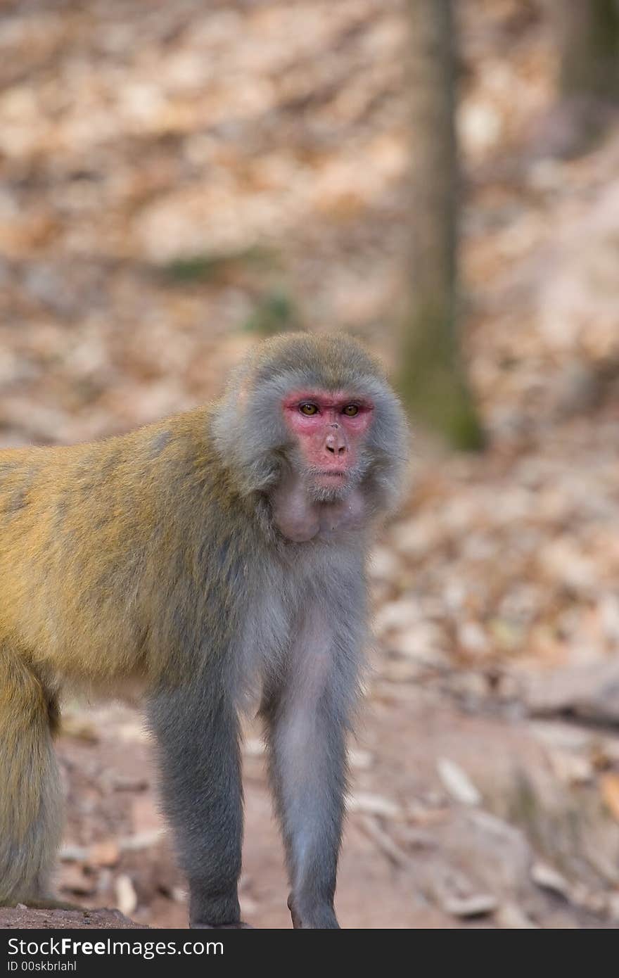 Wild monkey which from Xichang China